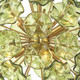 Esme Six Light Chandelier (ESM-4005-AG-GR)