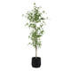 Boreal Tree (60263)