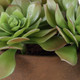 Sable Succulent Accent In Pot (60267)