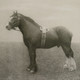 Equine Dynasty Framed Prints, S/9 (32343)