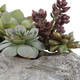 Charita Succulents (60174)