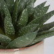 Doha Succulent Accent (60213)