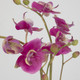 Glory Orchid Orchid (60220)