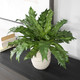 Verdure Fern Glazed Pot (60229)