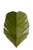 Varaluz - 901K02 - Two Light Wall Sconce - Banana Leaf - Banana Leaf Varaluz - 901K02 - Two Light Wall Sconce - Banana Leaf - Banana Leaf
