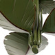 Banana Leaf Three Light Semi-Flush Mount (901S03)
