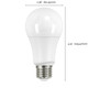 Light Bulb (S29589)