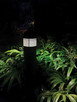 Light Bulb (S13162)