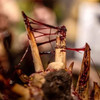 Dirty Down Paints Gore (15ml) - Highly Realistic Gore and Bloody Strand Effect Right Out of the Pot - Vary Goop to Create Thin or Thick Strands for Disturbingly Realistic Look