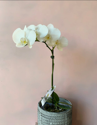 Double Stem Premium Orchid