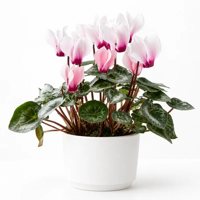 Florist Choice of the Day : Plant