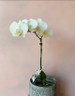 Double Stem Premium Orchid