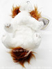 Ty Beanie Baby Regal the King Charles Spaniel Dog 7 inch Plush 2001 New w/ Tags