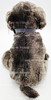 Ty Beanie Buddy Frisbee the Gray Weimaraner Dog Plush Toy W/ Tag 2002 NEW