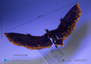 Godzilla King of Monser EXQ Basic Rodan Flameborn PX Figure 2024 Hiya Toys