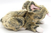 Ty Beanie Babies Winksy the Rabbit Plush 2004