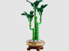 LEGO Botanicals Lucky Bamboo 325 Piece Building Set 10344