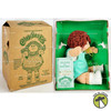 Cabbage Patch Kids Red Hair Brown Eyes Boy 1983 With Birth Certificate