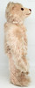 Steiff Teddy Rose 1925 Replica Teddy Bear 0171/41