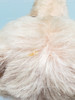 Steiff Teddy Rose 1925 Replica Teddy Bear 0171/41