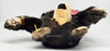 Steiff Around the World Passport Tom from USA Bear 02213