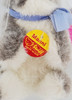 Steiff Manni Grey and White Bunny Rabbit 6 Inch Mohair Plush 1503/10