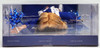 Dallas Cowboys Cheerleader Barbie Doll 2007 Mattel M2316