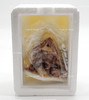 Department 56 New England Nativity New England Village Series Porcelain Figurine