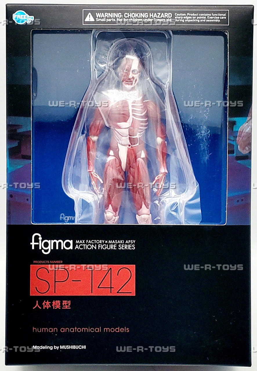 Human Anatomical Model Figma Action Figure SP142 - We-R-Toys
