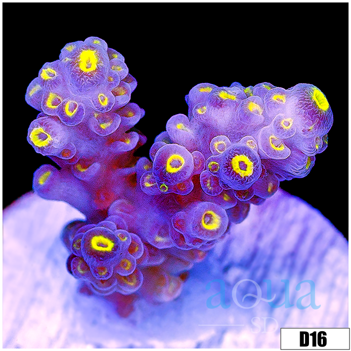 Aqua SD | ASD Rainbow Tenuis
