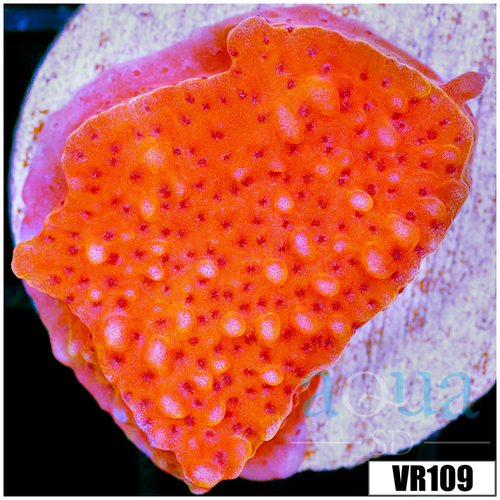 Orange Phoenix Montipora
