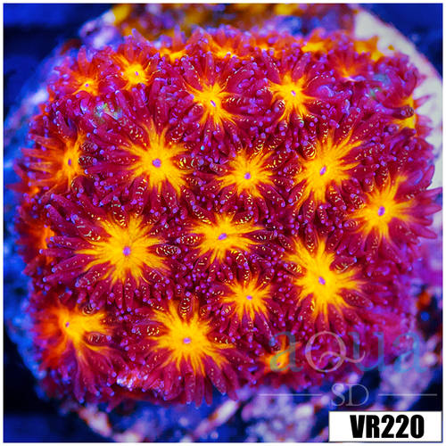 Orenji Eye Leptastrea