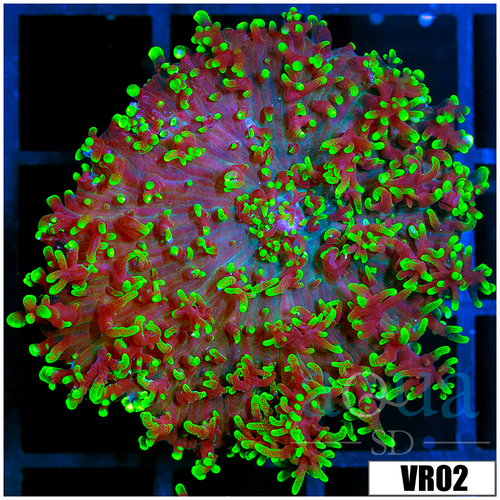Nuclear Fuzzy Mushroom