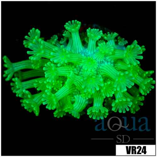 Neon Alveopora
