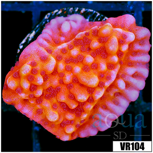 Orange Phoenix Montipora