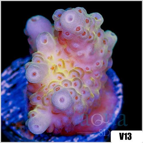 Strawberry Tort Acropora