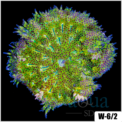 ASD Maxi Mini Carpet Anemone