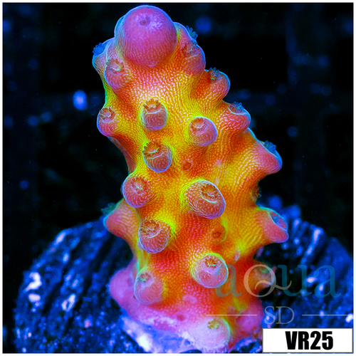 Miyagi Tort Acropora