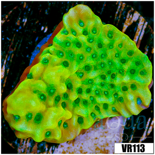 Kung Pao Montipora