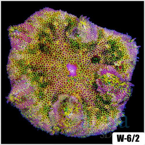 ASD Maxi Mini Carpet Anemone