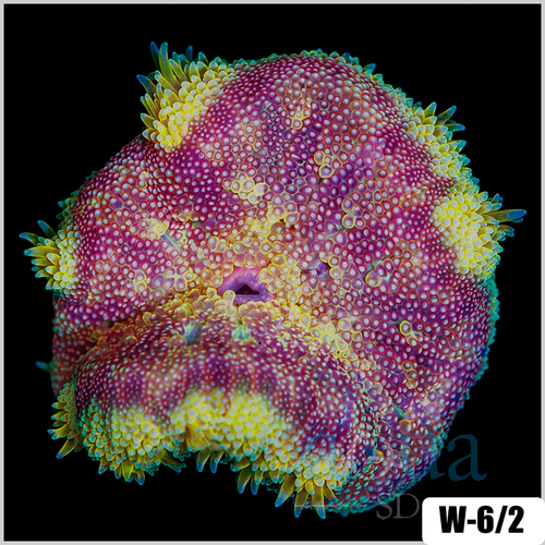 ASD Maxi Mini Carpet Anemone
