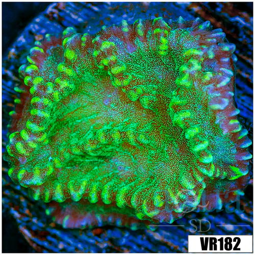 Sparkling Merulina Ampliata