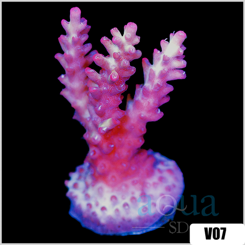 Strawberry Tort Acropora