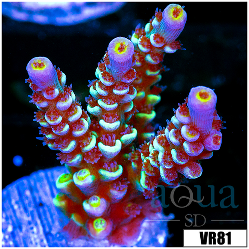 Rainbow Fusion Tenuis