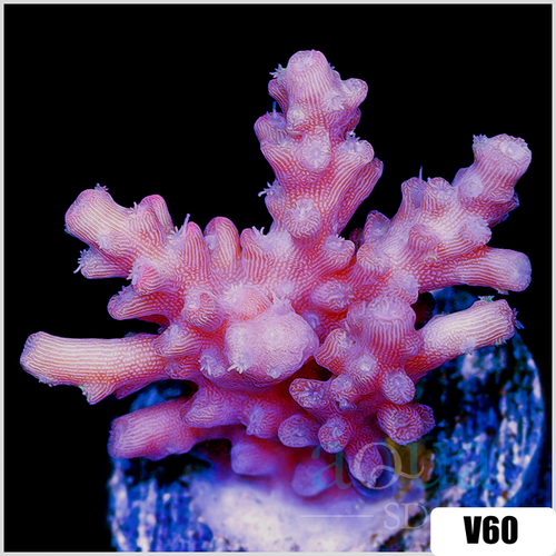 Strawberry Tort Acropora