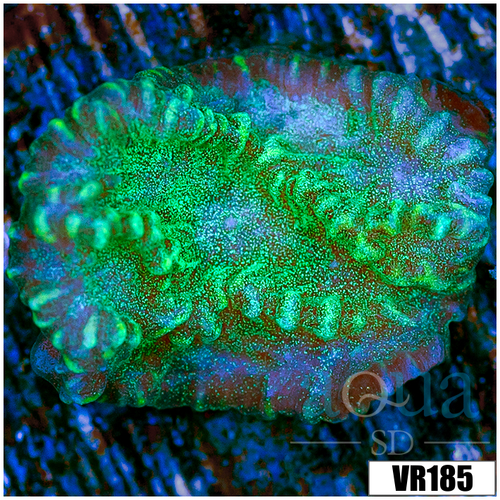 Sparkling Merulina Ampliata