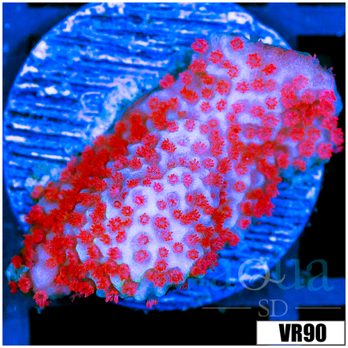 Red Montipora Digitata