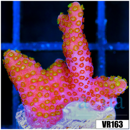 Red Montipora Digitata