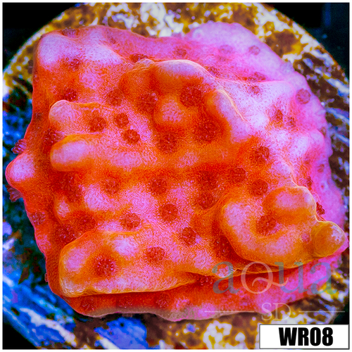 Orange Phoenix Montipora