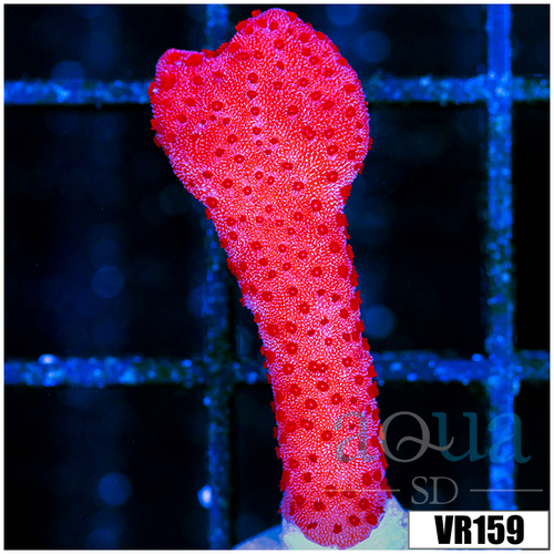 Red Montipora Digitata